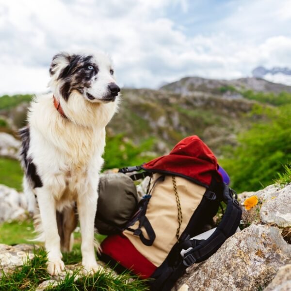 Vacances avec chien en Auvergne, dans le Cantal