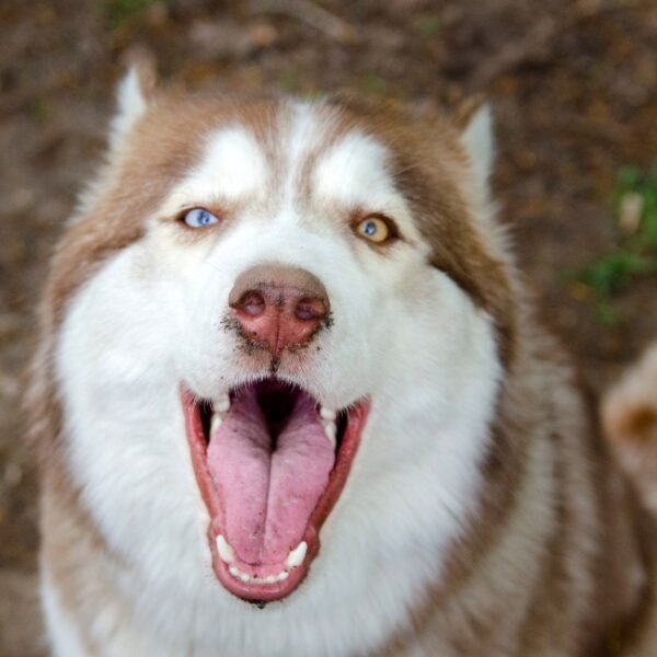 Vacances avec chien en Sud Ardèche au gîte la Villa Chrysalide à Berrias-et-Casteljau