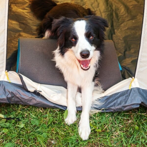 Camping avec chiens bienvenus au Camping Seasonova les Marguerite, à Gamaches, dans la Somme - Picardie - Hauts-de-France