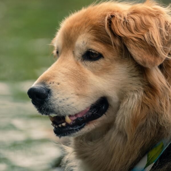 Camping dogfriendly - chiens acceptés - Camping Ecolodge Gaïa, à Douville, entre Bergerac et Périgueux - Dordogne