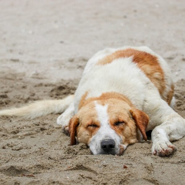 Camping dofgriendly en Camargue dans le village de Salins-de-Giraud.