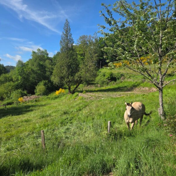 Accueil cheval - Gîte Nesst - Corrèze - Plateau des Millevaches