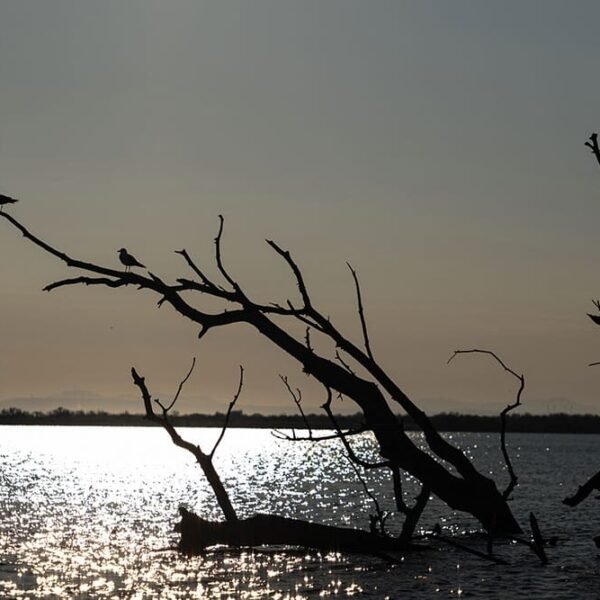 Vue sur les salins depuis le camping Les Bois Flottés de Camargue, dans le village de Salins-de-Giraud.