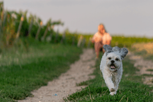 Oenotourisme en Provence avec son chien