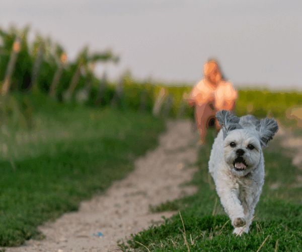 Oenotourisme en Provence avec son chien