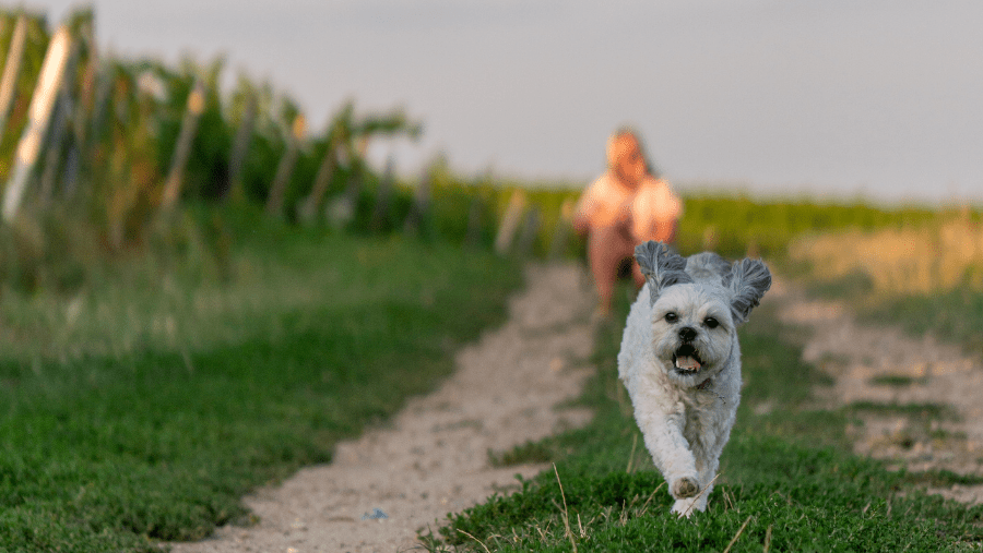 Oenotourisme en Provence avec son chien