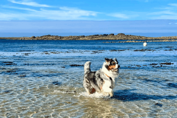 Découvrir la Côte de Granit rose avec son chien