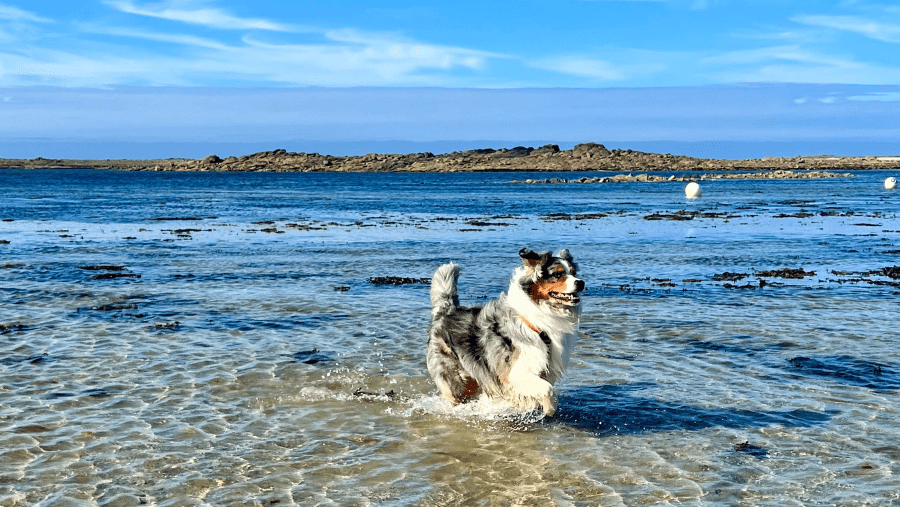 Découvrir la Côte de Granit rose avec son chien