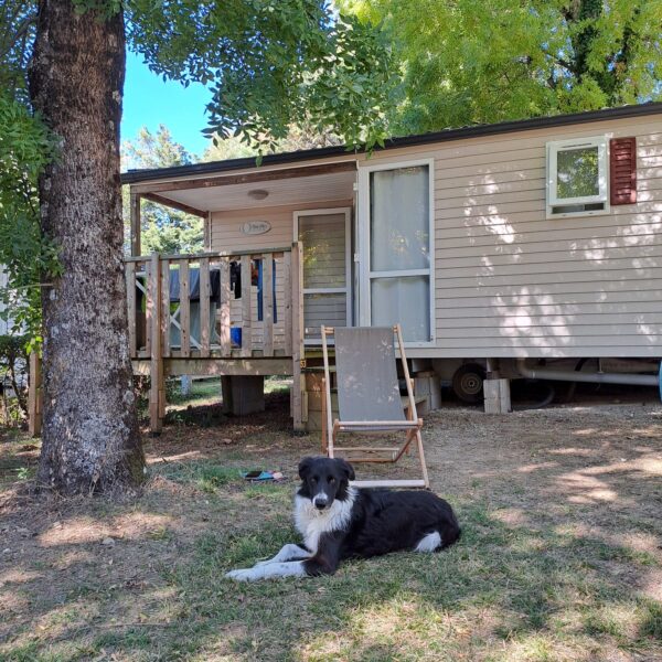 Chien devant un mobil home du Camping la Porte d'Autan dans l' Aude en Occitanie à Carcassonne