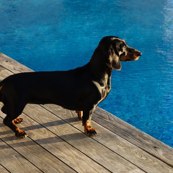 Chien au bord de la piscine de la Villa des Eaux Claires à Puymoyen en Charente en Nouvelle Aquitaine