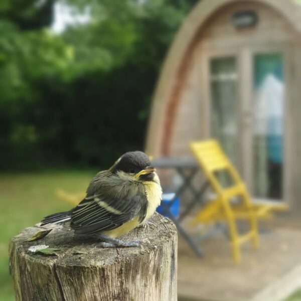 Oiseau dans le Camping les Pâtis proche de Tours dans le Val de Loire
