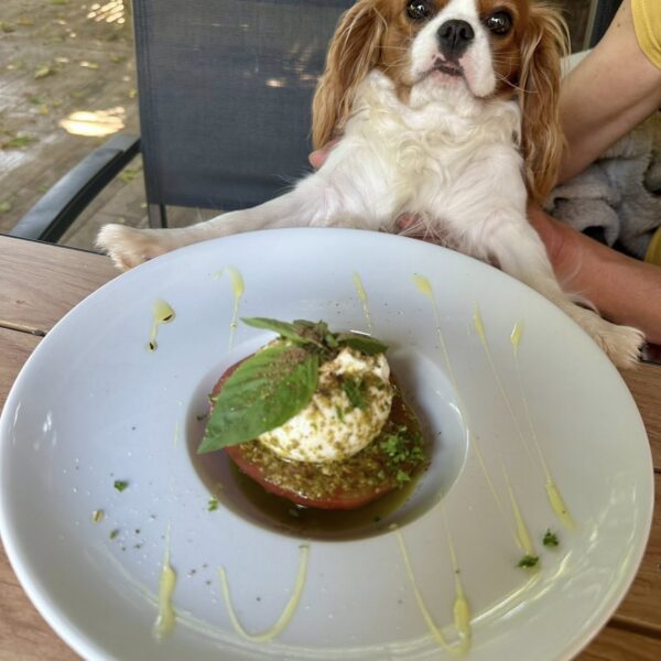 Appartement situé au-dessus d'un restaurant dogfriendly - Gîte La Petite Maison des Cavaliers à Saint-Laurent-de-Mure, près de Lyon.
