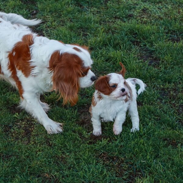 Eleveuse de cavalier king charles - Vacances dogfriendly à Lyon - Gîte La Petite Maison des Cavaliers à Saint-Laurent-de-Mure, près de Lyon.