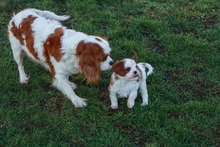 Eleveuse de cavalier king charles - Vacances dogfriendly à Lyon - Gîte La Petite Maison des Cavaliers à Saint-Laurent-de-Mure, près de Lyon.