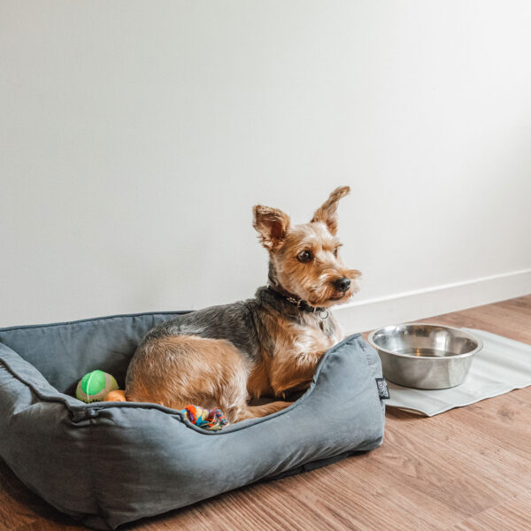 Chien se reposant à l'Appart 'City Confort de Brest dans le Finistère