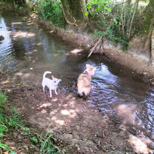 Rivière proche des Gîtes Mas Cinq Sols dans le Lot et Garonne à Courbiac, Nouvelle Aquitaine