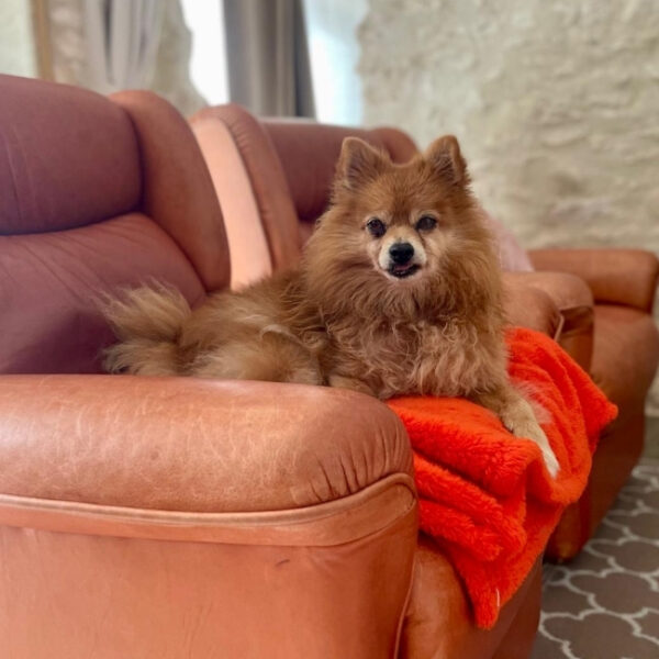 Adorable chien se reposant sur le canapé des Gîtes Mas Cinq Sols à Courbiac dans le Lot et Garonne en Nouvelle Aquitaine