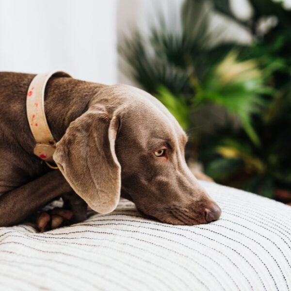 Chien au Petit appart sympa à Roquebrune-sur-Argens dans le Var