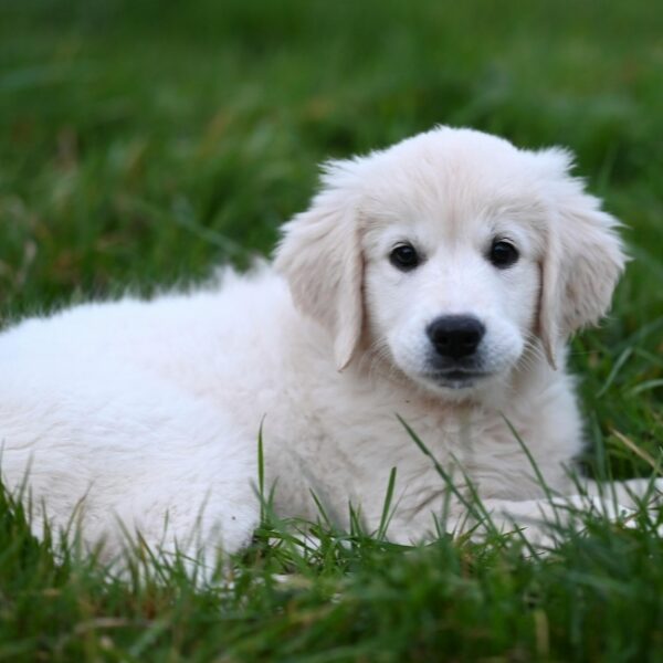 Chien au Gîte Les Charmilles à Hauteville-La-Guichard dans la Manche