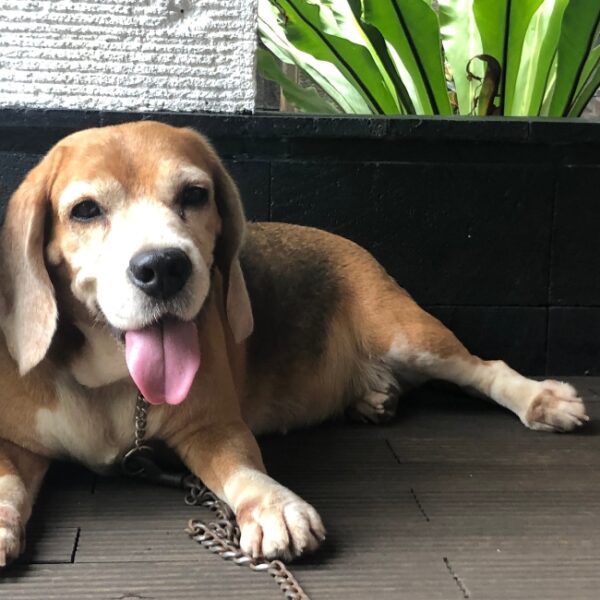 Restaurant O Paille en Queue