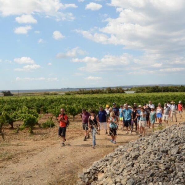 Balade du Domaine Viticole Du Château Le Bouis à Gruissan dans l'Aude