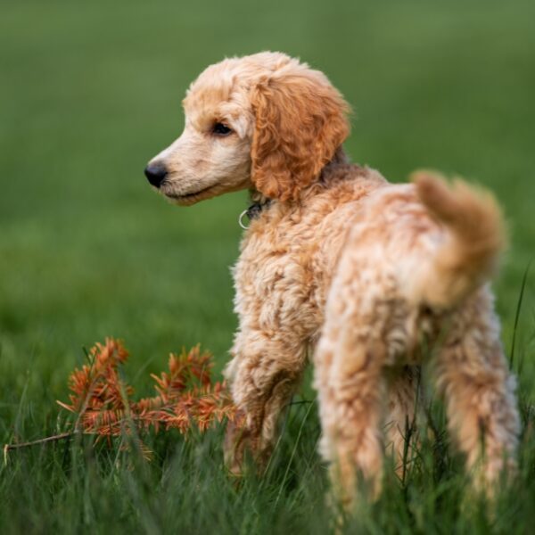 Chien à l'Archéosite® et Musée d'Aubechies-Beloeil ASBL en Belgique à Beloeil
