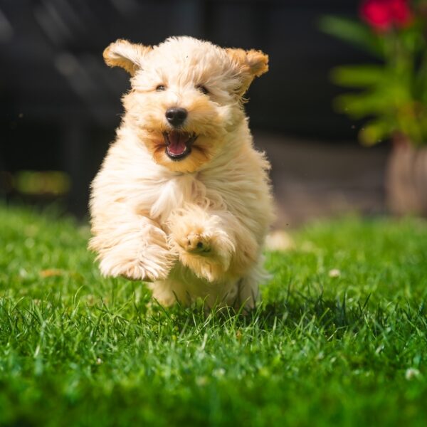 Chien au Gîte Lavalle du Domaine Utah Beach à Sainte-Mère-Eglise dans la Manche