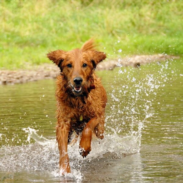 Vacances en Dordogne avec son chien - Camping La Cigaline, à Montpon-Ménestérol, en Dordogne, près de Bergerac.