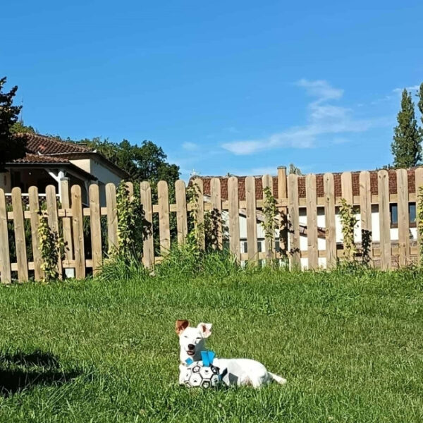 Chien se reposant dans un jardin clôturé des Gîtes Mas Cinq Sols en Nouvelle Aquitaine à Courbiac , au centre du Lot et Garonne