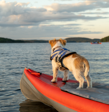Canoë avec chien à la mer