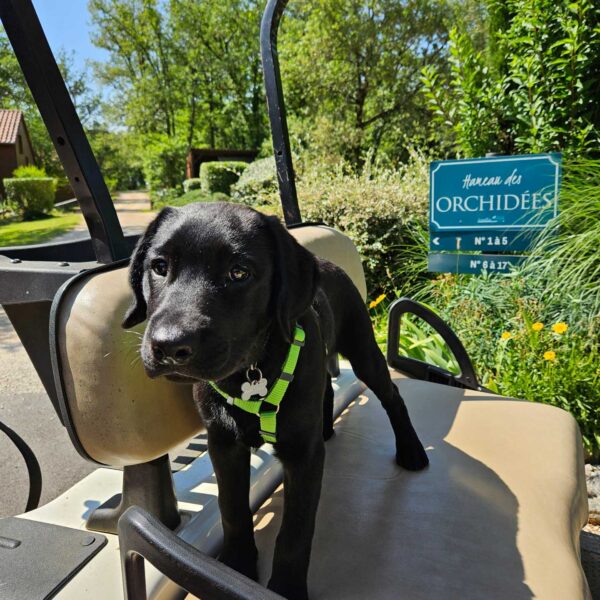 Chien dans une golfette du Souillac Golf & Country Club à Lachapelle-Auzac dans le Lot