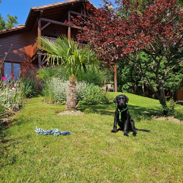 Chien devant un chalet du Souillac Golf & Country Club à Lachapelle-Auzac dans le Lot