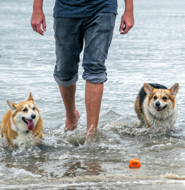 Nager avec chien à la mer