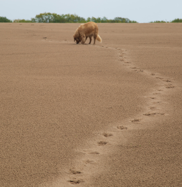 Pistage avec chien à la mer