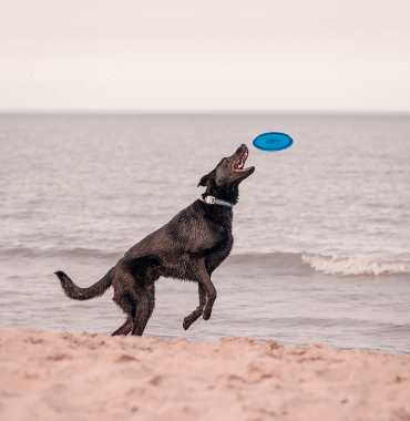 Partie de frisbee avec chien à la mer