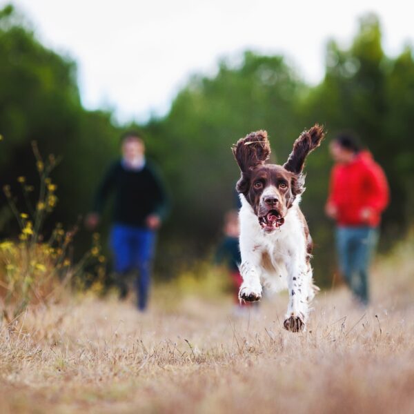 Chien au Château de Luc à Luc-sur Orbieu dans l' Aude