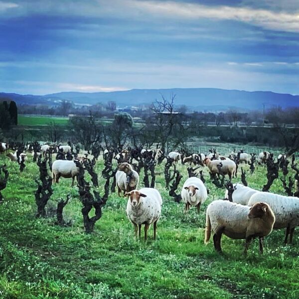 Champs proche du Château de Luc à Luc-sur Orbieu dans l' Aude
