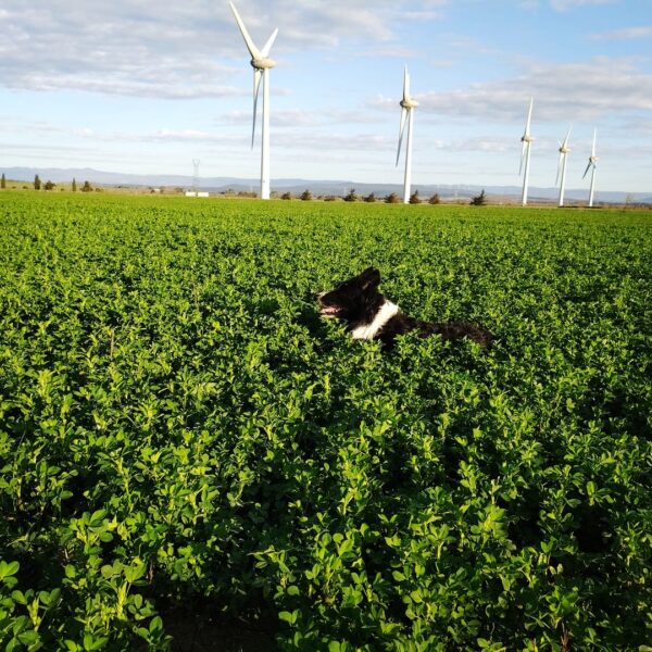 Chien au Château de Luc à Luc-sur Orbieu dans l' Aude