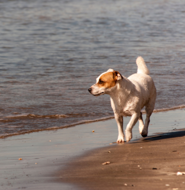 Chien à la plage des Dunes à Anglet, dans les Pyrénées-Atlantiques en Nouvelle-Aquitaine