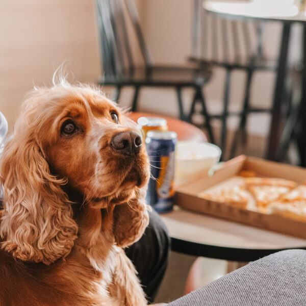 un chien devant un belle pizza dans la chambre de l'Appart'city Lille Grand Palais