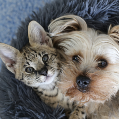 chien et chat membres du Pass Wouafer's