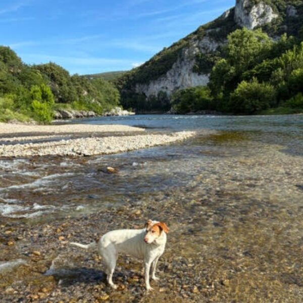 Chien qui profite de la rivière au camping rives d'arc en Ardèche à Vallon Pont d'Arc