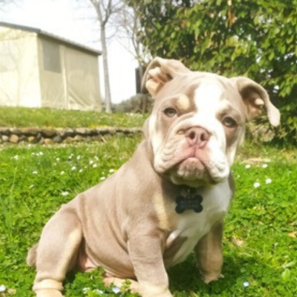 Chiens acceptés au camping Pausado Relais du Léman en Haute-Savoie