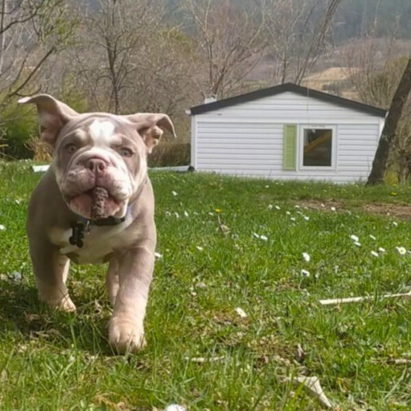 Chiens bienvenus au camping Pausado Relais du Léman en Haute-Savoie