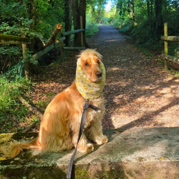 Chiens acceptés au camping Pausado Relais du Léman en Haute-Savoie
