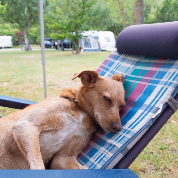 Camping avec chiens bienvenus en Vendée - Camping les Violettes, à la Faute-sur-Mer, Pays-de-la-Loire