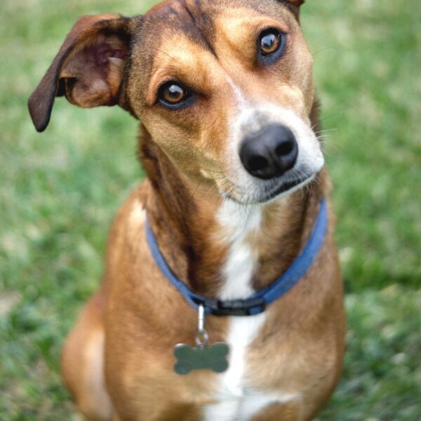 Vacances avec chien dans l'Aube au gîte le Cabanon de la Villa de la Croix, à Villechétif, près de Troyes