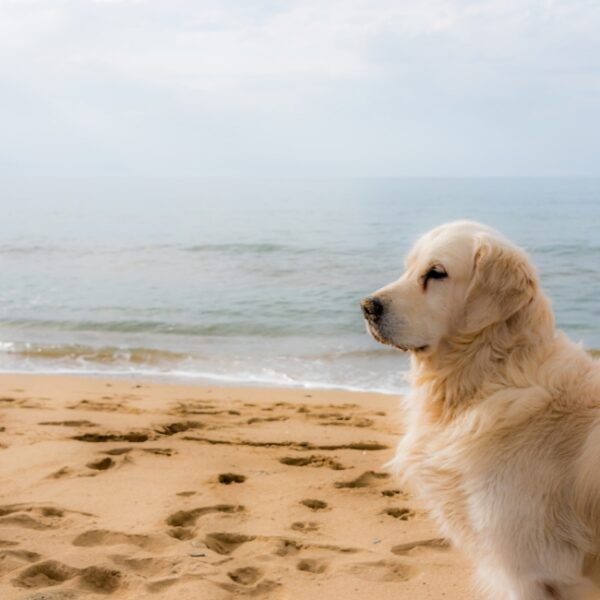 Vacances avec chien en Vendée - Mobil-home chiens bienvenus au Camping le Pavillon Bleu, à l’Aiguillon-Presqu’île, près de la Tranche-sur-Mer, en Vendée