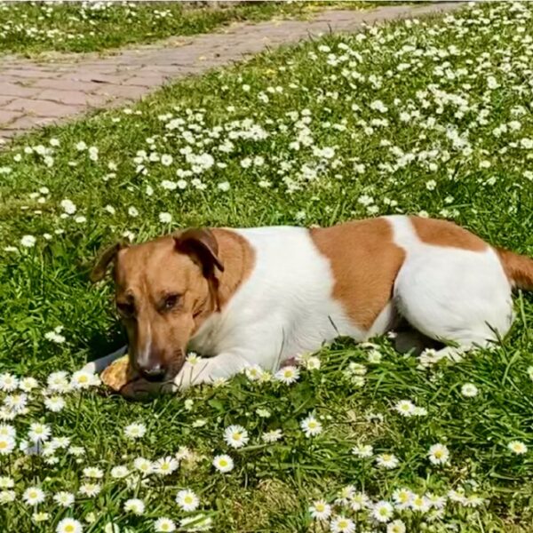 Chien dans le jardin des Gîtes Agriturismo Metina à Montepulciano en Italie (Toscane)