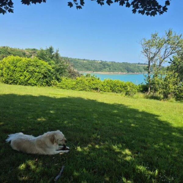 Chien se reposant dans l'herbe à la Maison d'Hôtes des Marées à Saint-Cast-Le-Guildo dans les Côtes d'Armor